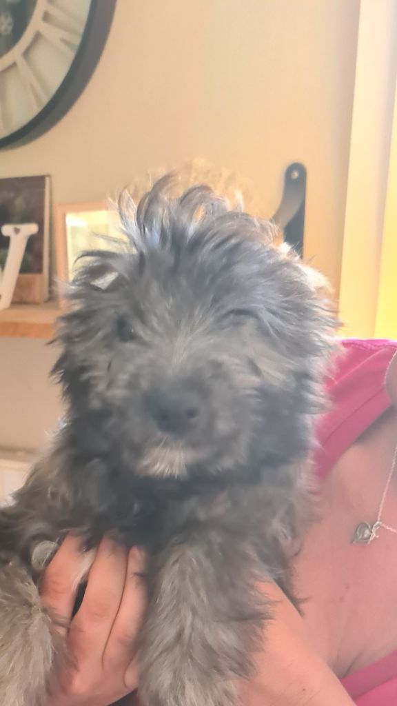 De La Sève Des Pyrénées - Chiots disponibles - Berger des Pyrenees à poil long
