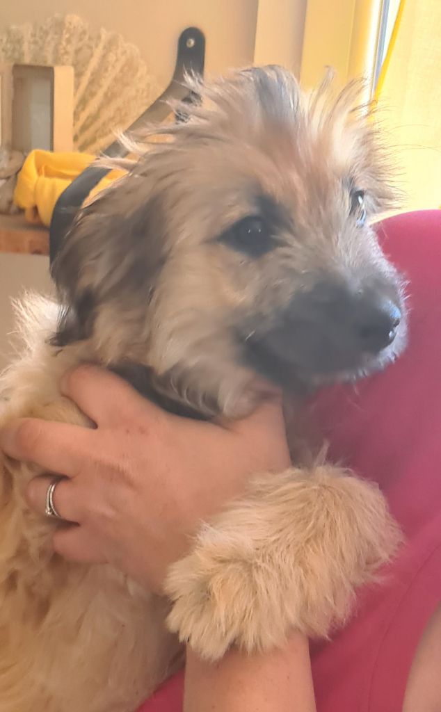 De La Sève Des Pyrénées - Chiots disponibles - Berger des Pyrenees à poil long